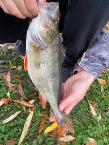 European Perch