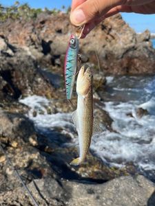 Pesce lucertola