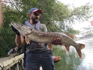 Northern Pike