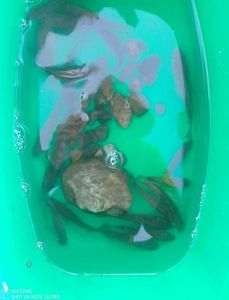 Green Sunfish