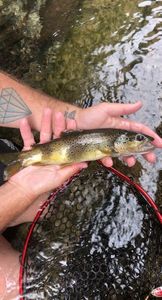 Brown Trout