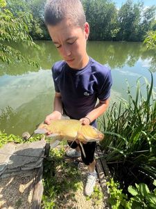 Tench