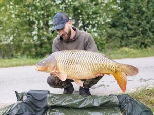 Common Carp