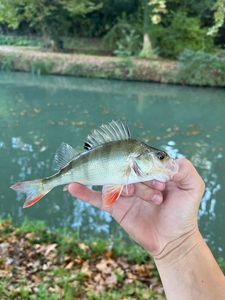 European Perch