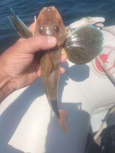 Gurnard