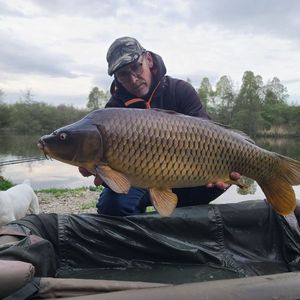 Common Carp