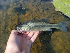 Largemouth Bass