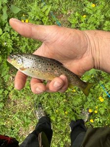 Brown Trout