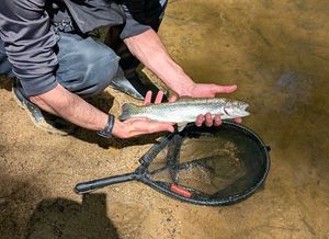 Rainbow Trout