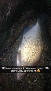 Common Bream