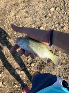 Smallmouth Bass