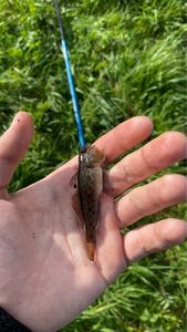 Giant Goby
