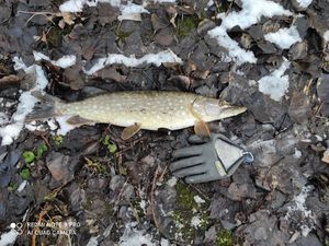 Northern Pike