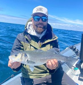 European Bass (Seabass)