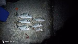 Gilthead Seabream