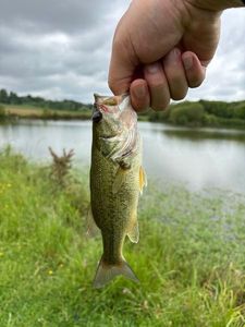 Smallmouth Bass