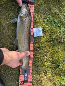 Brown Trout