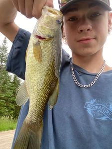 Largemouth Bass