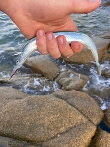 Garfish