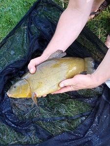 Tench