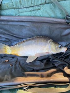 Mirror Carp