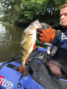 European Perch