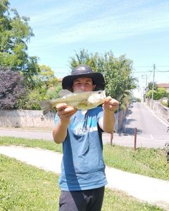 Smallmouth Bass