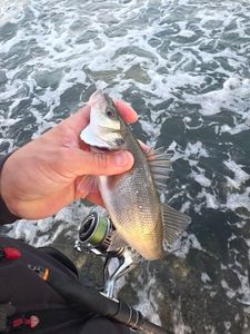 European Bass (Seabass)