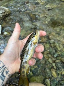 Brown Trout