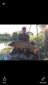 Common Carp