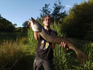 Northern Pike