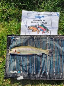 Rainbow Trout