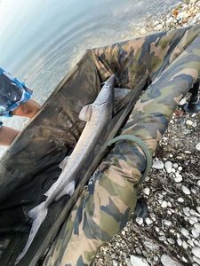 European Sturgeon