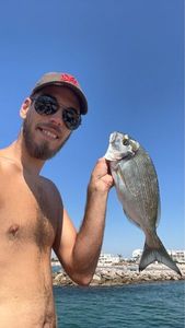 Gilthead Seabream