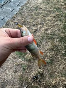 European Perch
