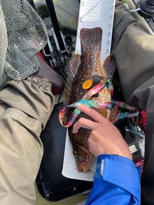 Ballan Wrasse