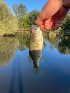 Largemouth Bass