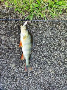 Yellow Perch