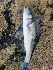 European Bass (Seabass)