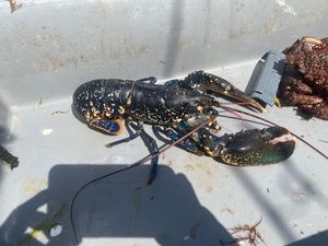 European Lobster