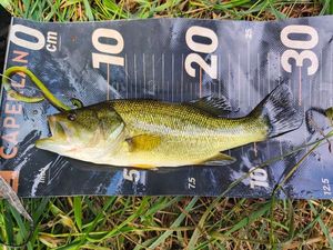 Largemouth Bass