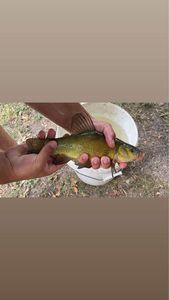Tench