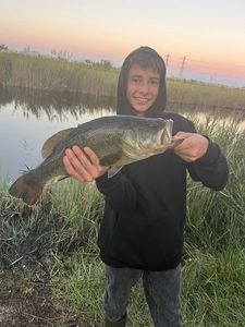 Largemouth Bass