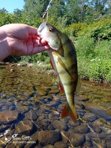 European Perch