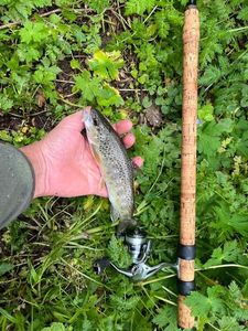 Brown Trout