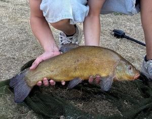 Tench