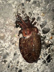 Common Cuttlefish