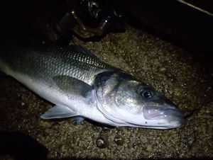 European Bass (Seabass)