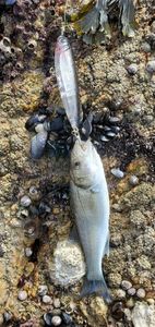 European Bass (Seabass)