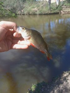 European Perch